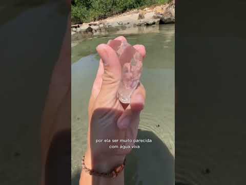 SALPA - Já Conhecia ? #shorts