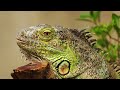 Animals In The Perfect Environment Documentary 2K QHD Wild Animals Movie
