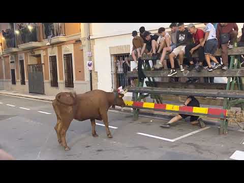En borbotó con las vacas de buenaventura