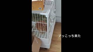 生後5ヶ月のうさぎさんが可愛すぎる