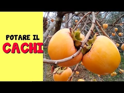 PRUNING THE PERSIMMON