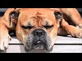 relaxing music for dogs