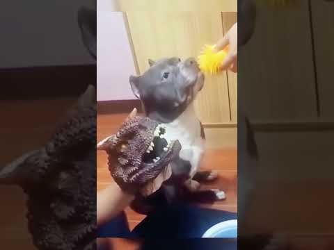 GOTTA SEE - Dog Biting Problem Solved with Whack-a-Puppet! 😂 #shorts