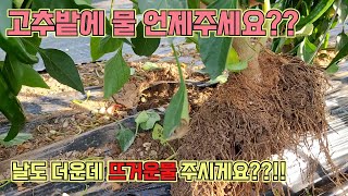 무더위에는 고추밭에 물도 잘 주셔야해요!!! 고추 농사 잘 짓는 법!!