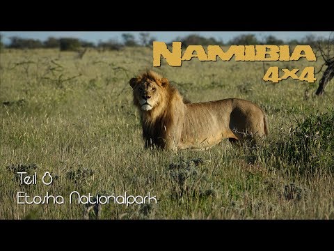 Namibia in 4K - Teil 8 - Etosha Nationalpark
