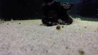 My Panda Corys school in’ around