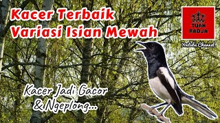 Download lagu Kacer terbaik variasi isian mewah langsung gacor dan ngeplong mp3