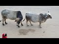 Cow Sex In Road Cow Meeting Cow Meeting With Baffalo
