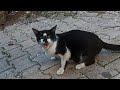 Pregnant Tuxedo Cat Meowing Loudly Is So Hungry
