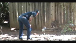 billy the exterminator? rescues a baby raccoon from fence