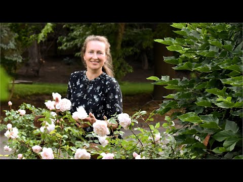 Pros and Cons of David Austin Roses