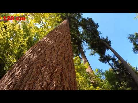 Mechanisierte Durchforstung im starken Stangenholz, Resultate