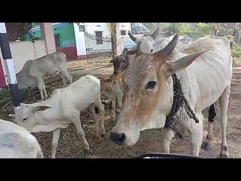 avullu vastunai sab kollipara lo