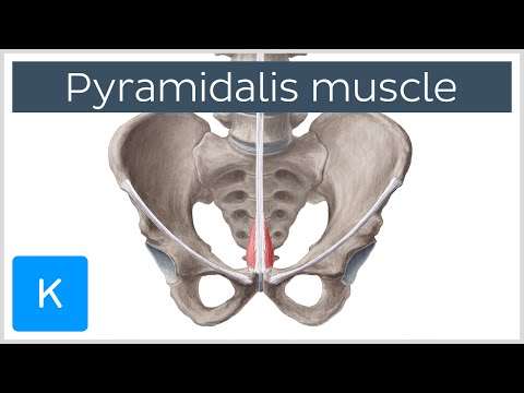 Pyramidalis Muscle Overview and Function- Human Anatomy | Kenhub