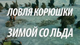 Как ловить корюшку в ленинградской области
