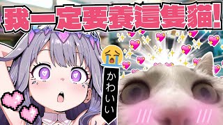 [Vtub] Biboo想要養貓貓