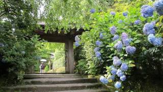 鎌倉のアジサイ寺（明月院、長谷寺、成就院）鎌倉観光 旅行 Kamakura Hydrangea temple spot 花の名所 紫陽花 鎌倉散歩