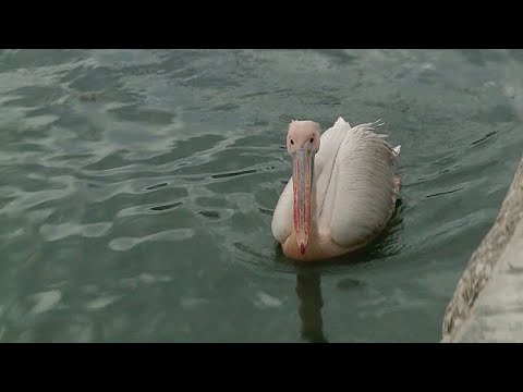 Video Thumbnail: Stoycho the pink pelican becomes Varna’s coastal celebrity