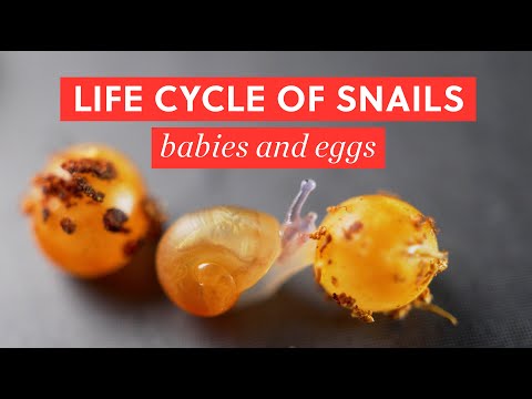 Life Cycle of Garden Snails (mating, eggs & babies) | BAO After Work