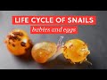 Life Cycle of Garden Snails (mating, eggs & babies) | BAO After Work