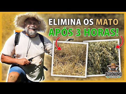 MATA MATO caseiro ELIMINA em 3 horas