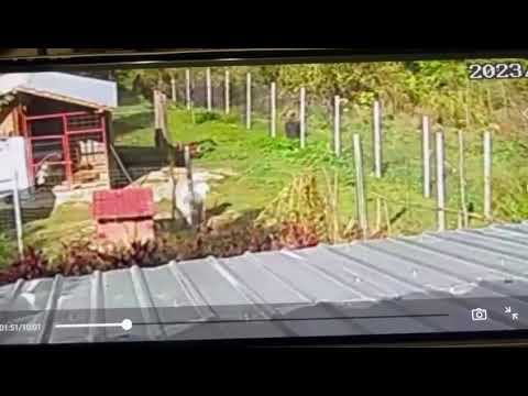 Urs filmat când dă târcoale unei gospodării din Vărbilău, Prahova