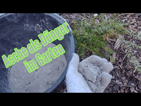 GARTEN mit Asche düngen aber VORSICHT nicht alle Pflanzen mit Asche düngen