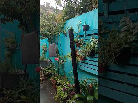 chuva boa em Pinheiros espírito santo