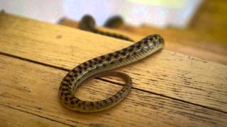 Learn How to Keep Snakes Out of Your House