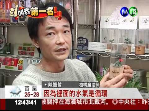 把花草變藝品 迷你盆栽紅到歐.日