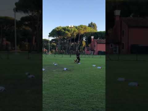 gara Nazionale Rally Obedience CSEN.G1.  Coric 1* classificato. cavallino Treporti( Ve)