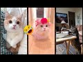 Funny Cat New Funny Cats 2024 FunnyCats Ep 3166
