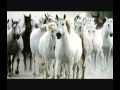Cavallo Bianco-Matia Bazar 