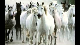 Cavallo Bianco-Matia Bazar
