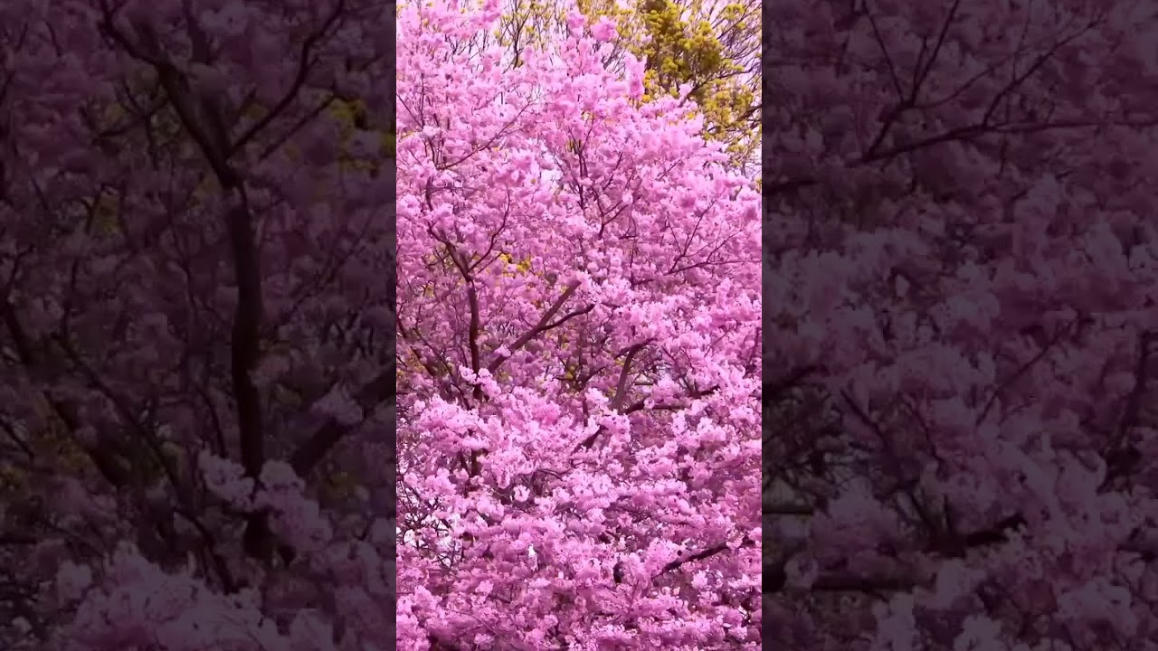 [samsung theme- video wallpaper] Pink Tree