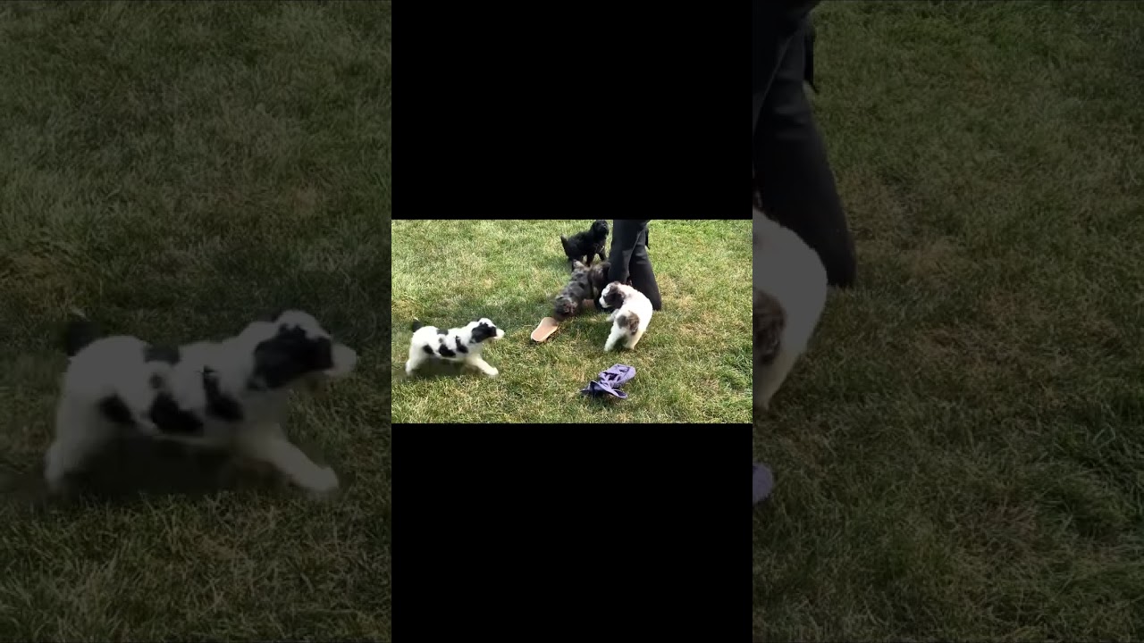 Poodledoodleblvd.com