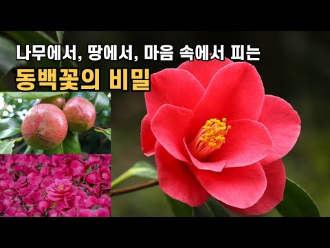 나무에서 땅에서 마음 속에서 피는 동백꽃의 비밀