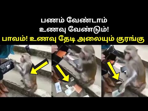 Monkey Throws Money and Searching Food Video [MUST WATCH]