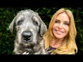 WOLF KILLERS THE IRISH WOLFHOUND PUPPY DOG Dangerous