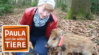 Download lagu Ein Wildschwein zum Knuddeln | Reportage für Kinder | Paula und die wilden Tiere mp3