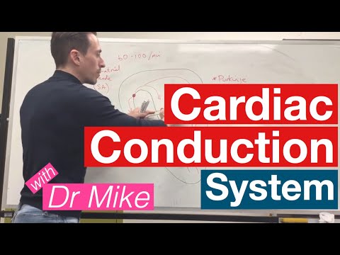 Cardiac Conduction System | Cardiology