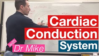 Cardiac Conduction System