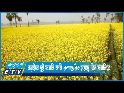 নড়াইলে দুই ফসলি জমি রূপান্তরিত হয়েছে তিন ফসলিতে | ETV News