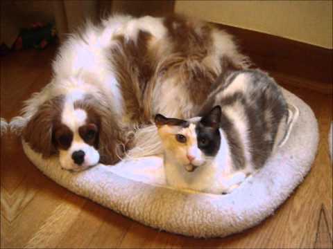 Friday Bridge _ Cats and Dogs