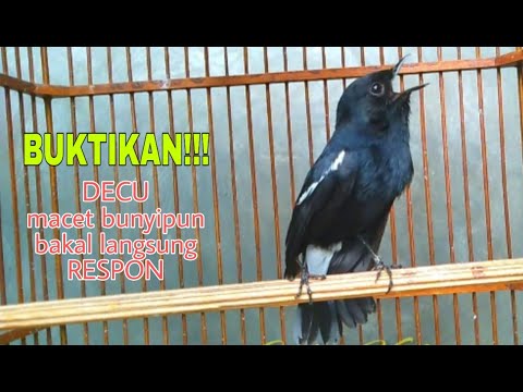 Download Burung Decu 3gp Mp4 Codedfilm