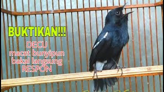 Download lagu SUARA BURUNG DECU INI AMPUH MEMANCING DECU YANG MA... mp3