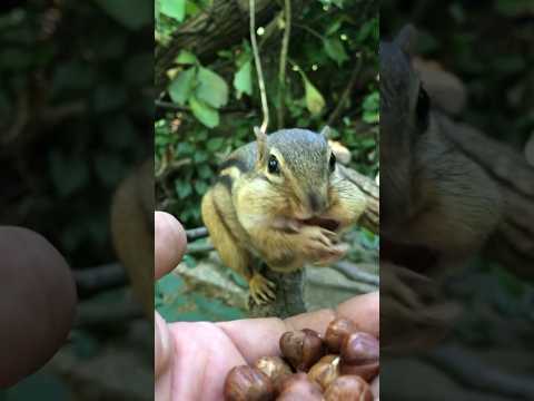 king Mooshy wanted to wish a Happy 9th Birthday to Hadley #shorts #birthday #hadleymckenzie #mooshy