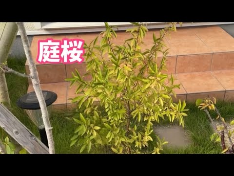 なぜ桜の木は実を結ばないのでしょうか？豊作のために解決すべき5つの潜在的な問題  庭園