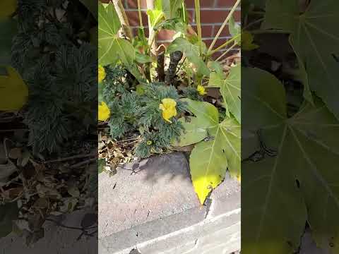 あなたの庭の外観を向上させることができる黄色の花の低木はどれですか? 14の刺激的な提案！  庭園