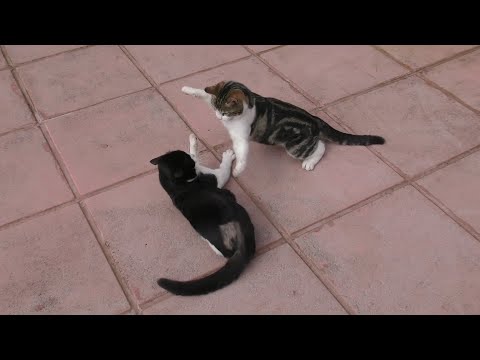Cat Gets Bullied By Another Cat | 4K